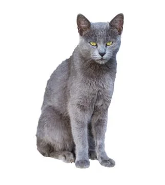 Chartreux cat Stock Photos