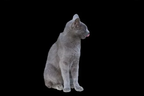 Chartreux cat Stock Photos