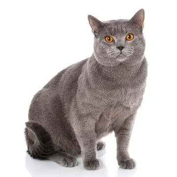Chartreux cat on a white background. Stock Photos