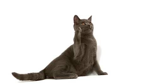 Chartreux Domestic Cat, Male Playing against White Background, Slow Motion Stock Footage