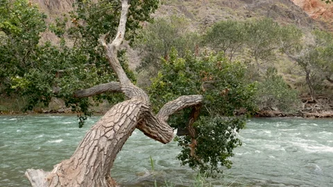 Charyn River in the Charyn Canyon. Stock Footage 115893087