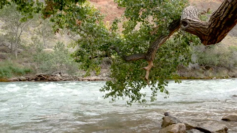 Charyn River in the Charyn Canyon. Stock Footage 115897271