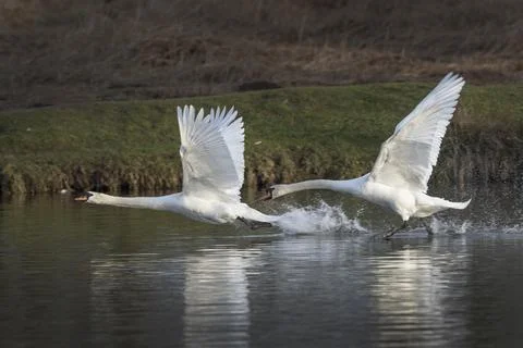 The chase is on Stock-Fotos