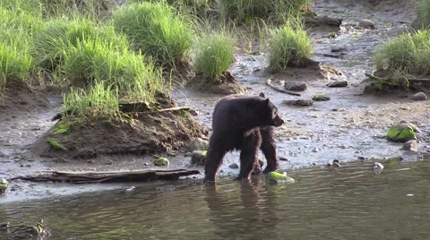 The chase is on, Slow motion , Black bear Stock Footage 56134289