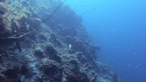 ChaseAndBlueFin Video stock 101828350