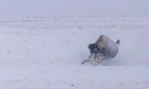 Chased by a Bison Stock Photos