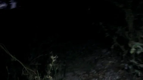 Chased at night in a forest Stock Footage 78839971
