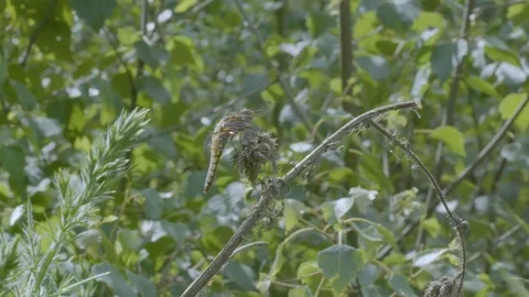 Chaser Dragonfly Resting on Plant Stem Stock-Footage 81143580