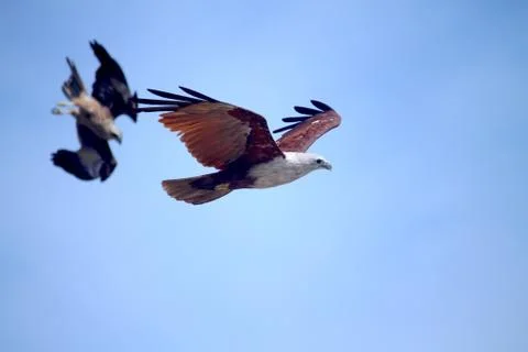 The Chase,Red Fish Eagle On Flight Stock Photos