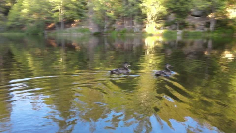 Chasing 2 ducks in the Lake | 4K drone footage Stock Footage 136633344
