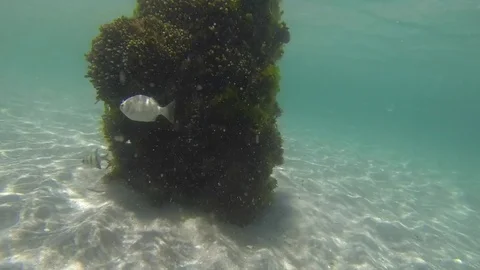 Chasing a big white snapper at the ruin of robs jetty in perth western australia Stock Footage 75693826