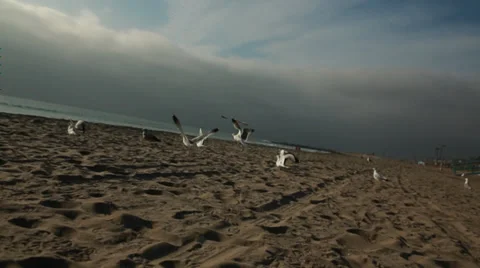 Chasing Birds On Beach Stock Footage 36806571