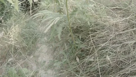 Chasing a black and white butterfly in the bushes Video stock 156591550