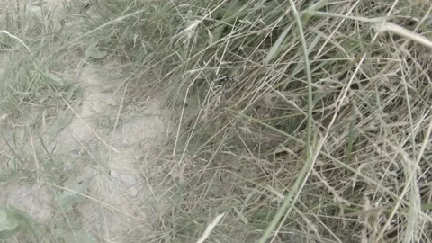 Chasing a black and white butterfly in the bushes Video stock 156591563