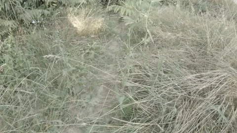 Chasing a black and white butterfly in the bushes Video stock 156591567
