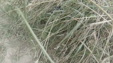 Chasing a black and white butterfly in the bushes Video stock 156591568