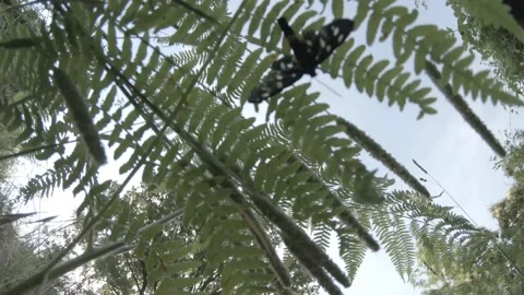 Chasing a black and white butterfly in the bushes Video stock 156591575
