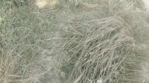 Chasing a black and white butterfly in the bushes Stock Footage 156591606