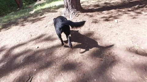 Chasing a black dog Stock-Footage 66880772
