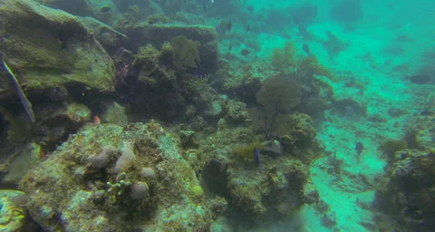 Chasing blue fish Stock Footage 42802342