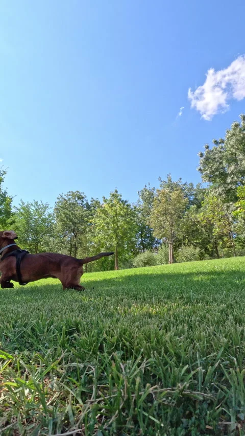 Chasing a brown dachshund playing with a stick Stock-Footage 342493135