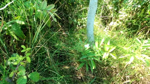 Chasing a butterfly - Full HD - ProRes Stock Footage 157600203