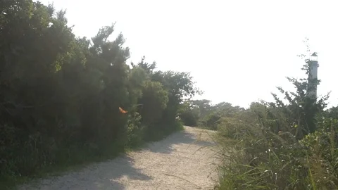 Chasing butterfly slomo Stockbeeldmateriaal 98909834