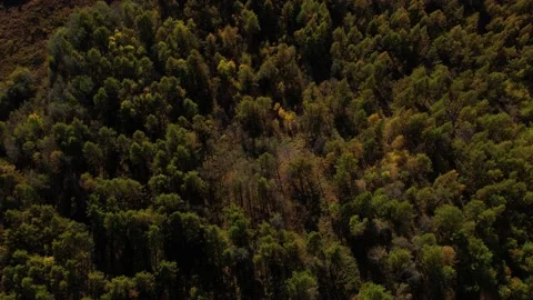Chasing Car Moving Along The Highway Through The Forest, Near The River Flows Stock Footage 232014966
