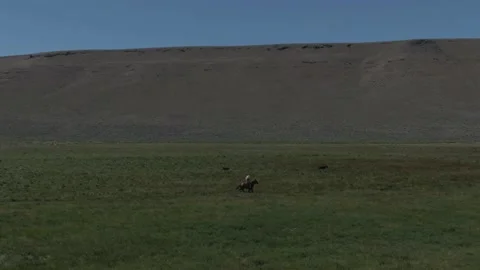 Chasing Cattle on Horseback Stock Footage 141623834