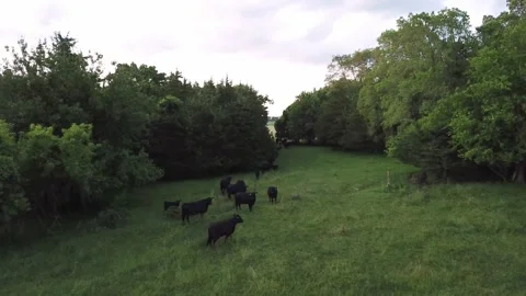 Chasing cows Stock Footage 138331369