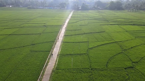 Chasing the Cyclists in the Middle Paddy Field Video stock 146569492