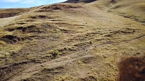 Chasing Distant Chicken running on dry grass hill, DRONE SHOT Stock Footage 89829504