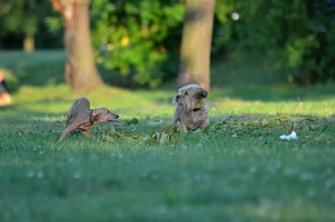 Chasing dogs Stock Photos