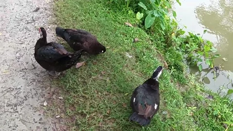 Chasing Ducks are playing on the pond.natural Ducks, Bangladeshi ducks,Duck grou 動画素材 315512057