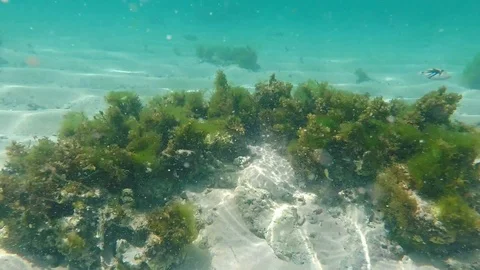 Chasing the fish1 Stock Footage 101487467