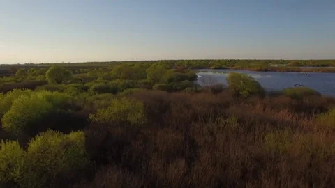 Chasing flock of stork birds flying above swampy lake close up real aerial video Stock Footage 77906541