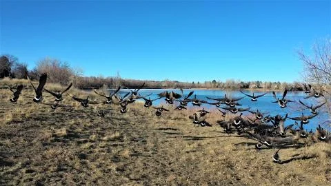 Chasing Geese Moment 库存照片
