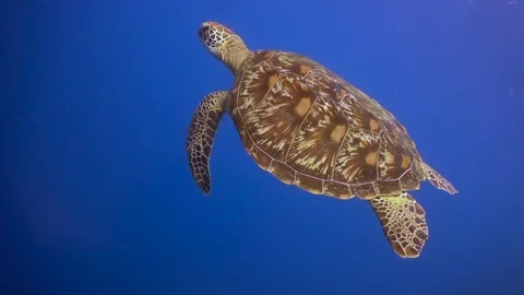 Chasing a green sea turtle while slowly ... | Stock Video | Pond5