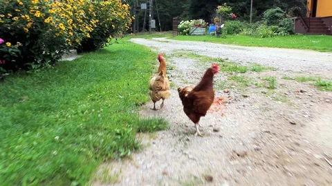 Chasing hens Stock Footage 95283846