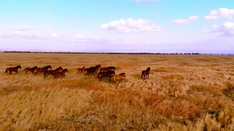 Chasing horizons, running with the wind. Stock Footage 305018611