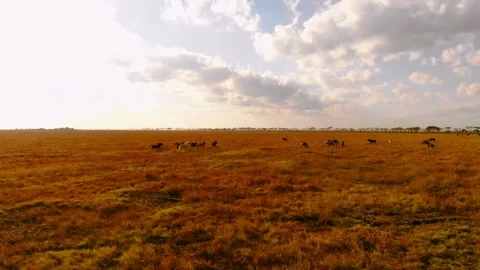 Chasing horizons, running with the wind. Stock Footage 305018612
