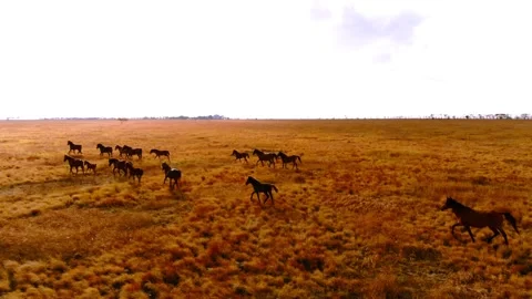 Chasing horizons, running with the wind. Stock Footage 305018803