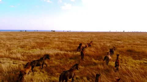 Chasing horizons, running with the wind. Stock Footage 305018835