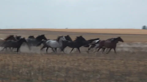 Chasing the Horses Video stock 36281351