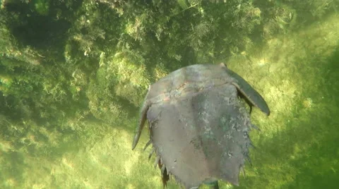 Chasing a Horseshoe Crab underwater Stock Footage 44141207