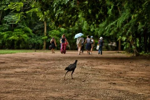 Chasing humans Stockfoto's