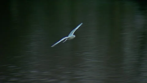 Chasing Kittiwakes Stock-Footage 146473327