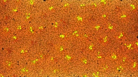 Chasing Lights WIth orange and yellow circles Video stock 11693348