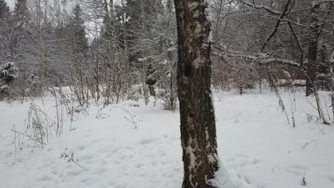 Chasing a man in winter in the forest Video stock 146079659