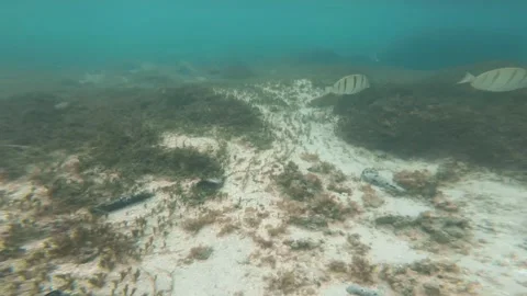 Chasing Manini or Convict Surgeonfish butterflyfishes blue sea cleaner wrasse wi Stock Footage 252178474